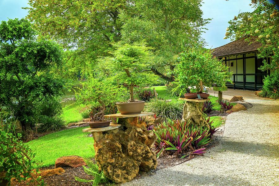 Bonsai Japanese Garden Photograph By Louis Ferreira