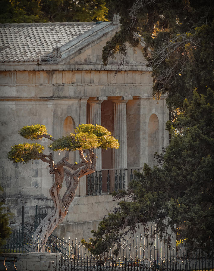 Corfu, Greece - Bonsai Photograph by Mark Forte