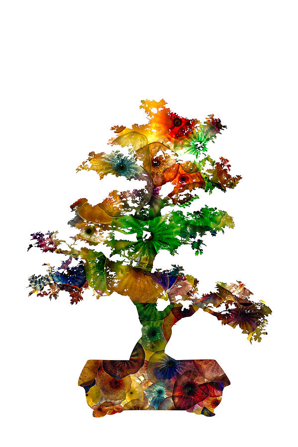 Bonsai by Michael Colgate Bonsai by Michael Colgate