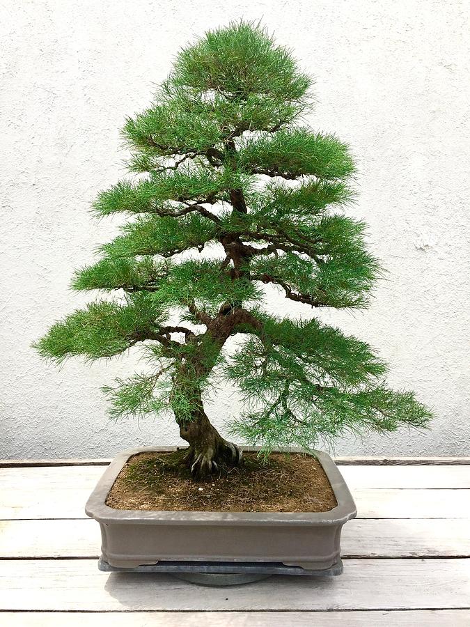 Bonsai Pine Tree Photograph