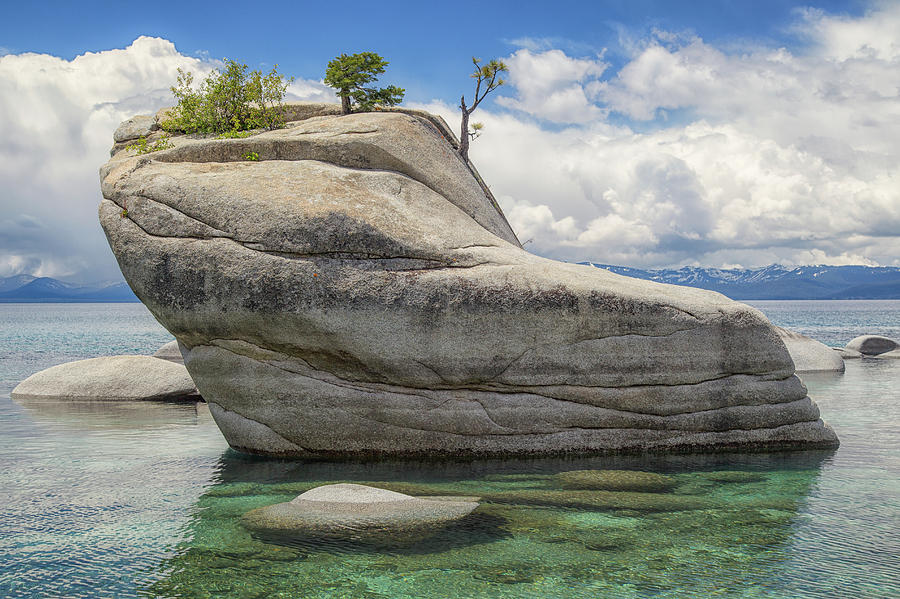 Bonsai Rock Close Up Photograph by Marc Crumpler