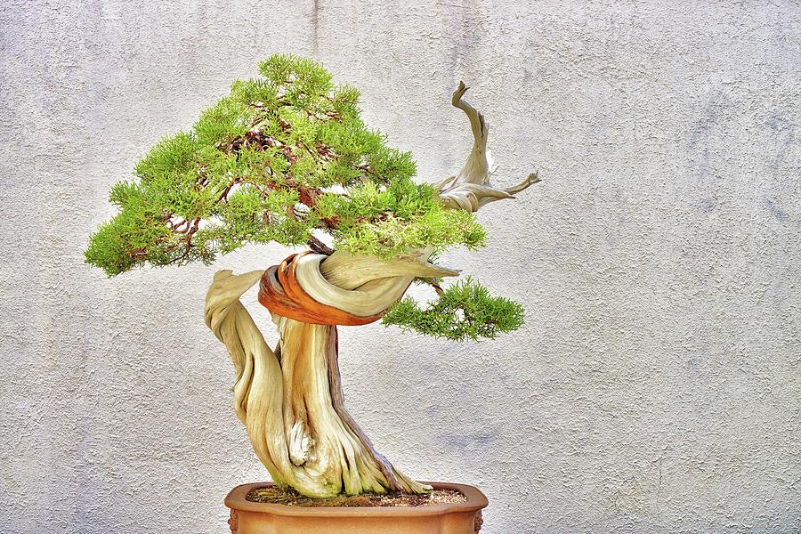 Bonsai Tree and Texture Photograph by Jean Goodwin Brooks
