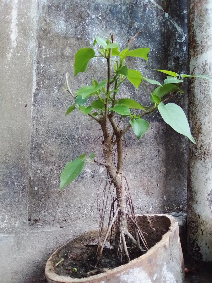 Bonsai Tree Creator Mainul Hasan Hira Mixed Media by Mainul hasan