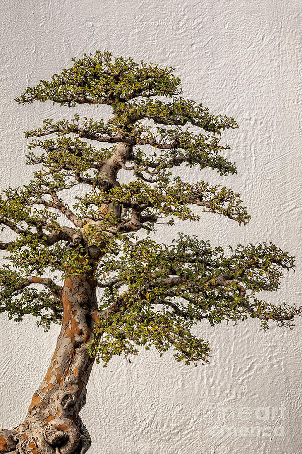 Nature Photograph - Bonsai tree by Gene Healy
