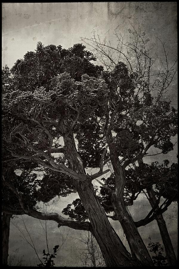 Bonsai Tree Photograph by Michelle Calkins