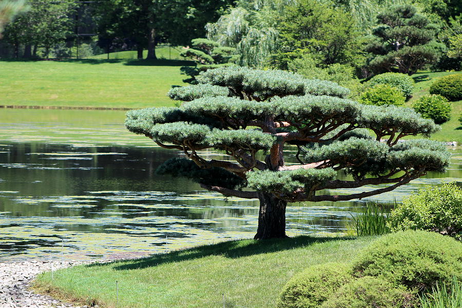 Bonsai Tree Near Pond Photograph by Colleen Cornelius