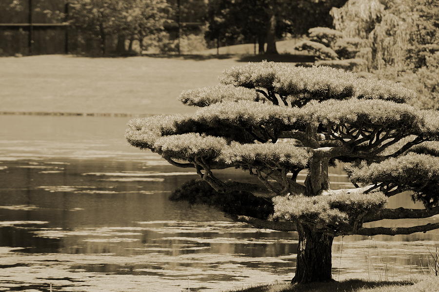 Bonsai Tree Near Pond in Sepia Photograph by Colleen Cornelius