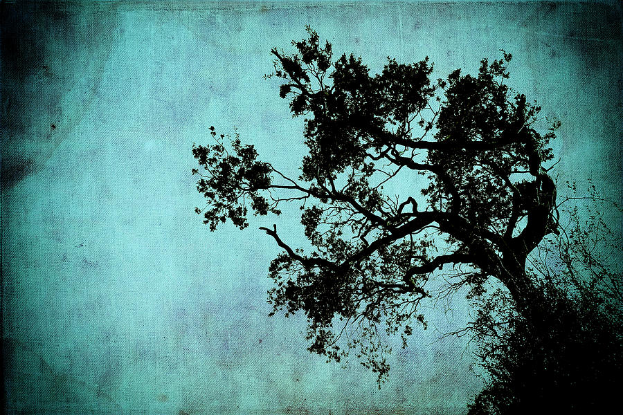 Bonsai Tree of the Night Photograph by John Williams