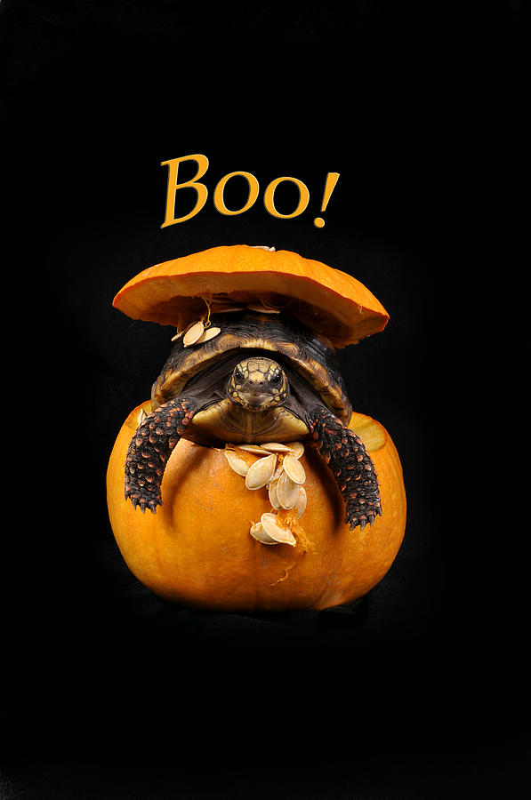 Boo Halloween Turtle Photograph by Rebecca Brittain