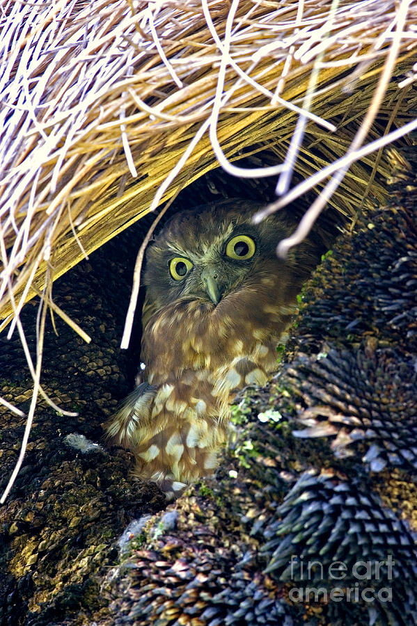 Boobook Owl Photograph by B. G. Thomson
