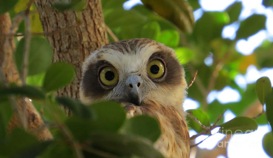 Boobook Owl Photograph