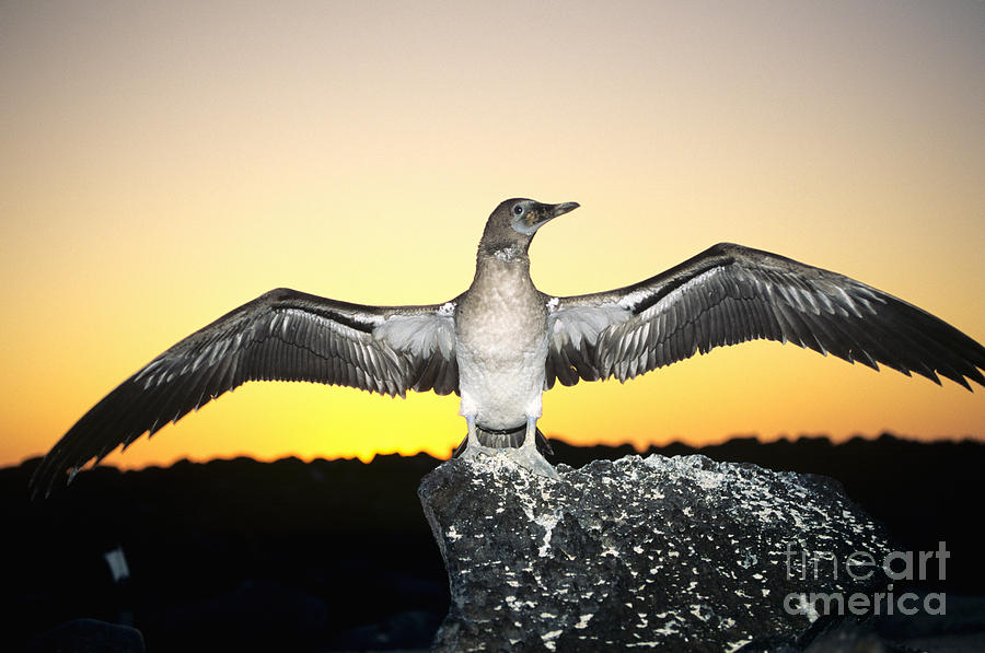 Booby at Sunset Photograph by Dave Fleetham - Printscapes
