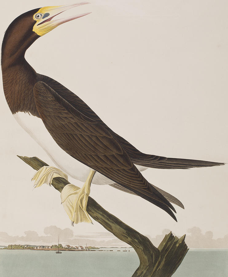 John James Audubon Painting - Booby Gannet   by John James Audubon