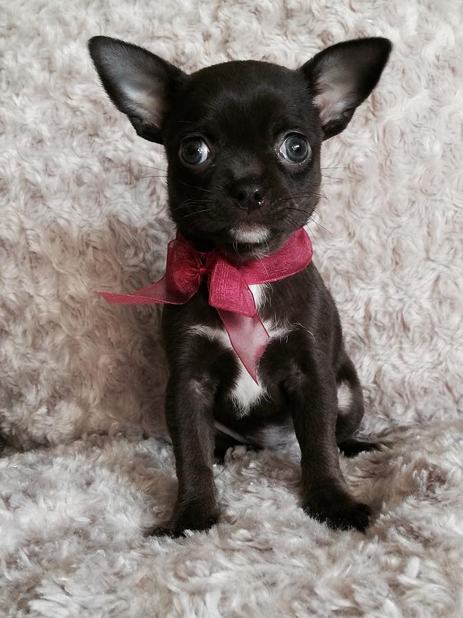 chocolate chihuahua puppy