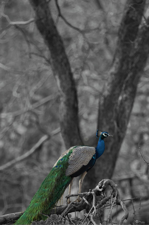 Book Cover - Peacock Photograph by Ramabhadran Thirupattur