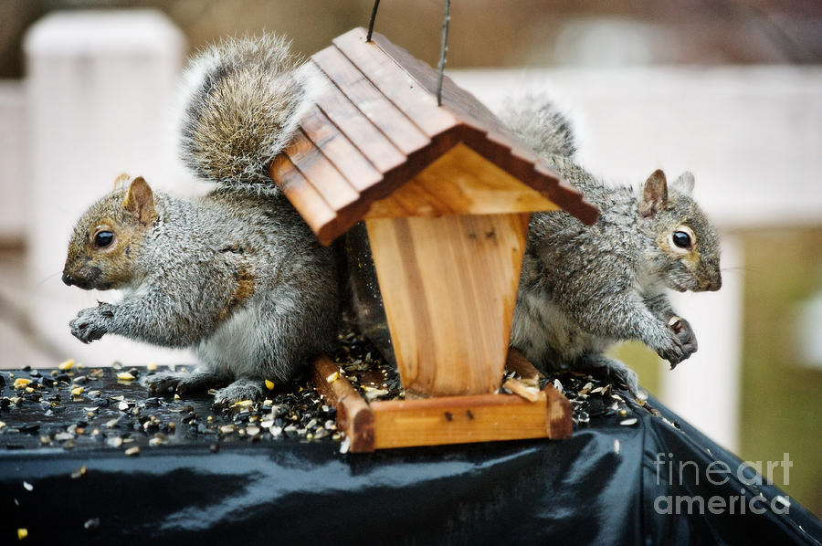 Bookends At The Feeder Photograph by Jim  Calarese