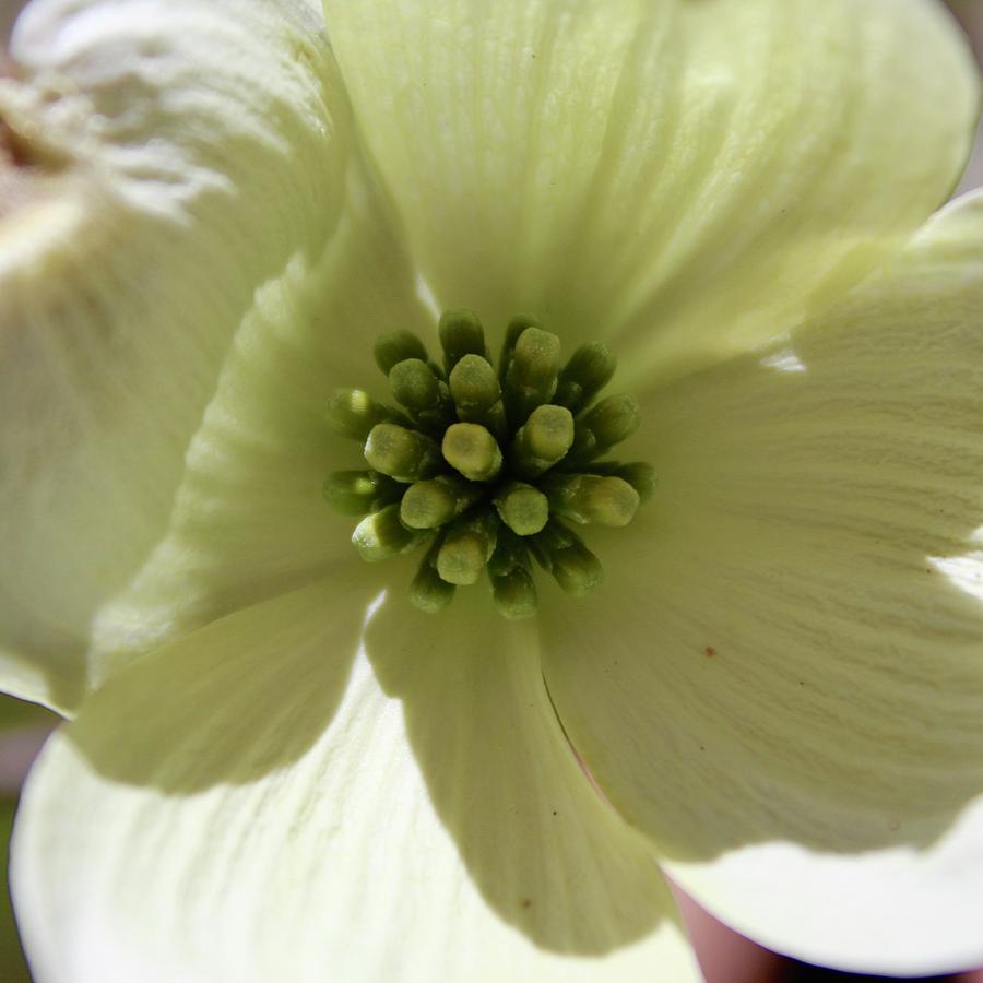 Boom Goes The Dogwood Bloom Photograph by M E