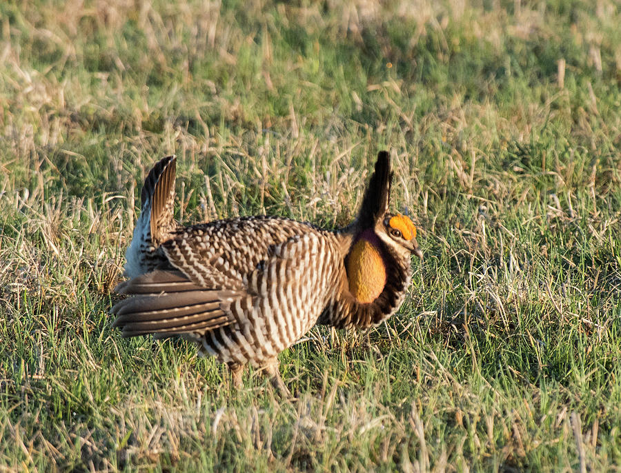 Booming Greater Prairie Chicken 5 Photograph by David Drew