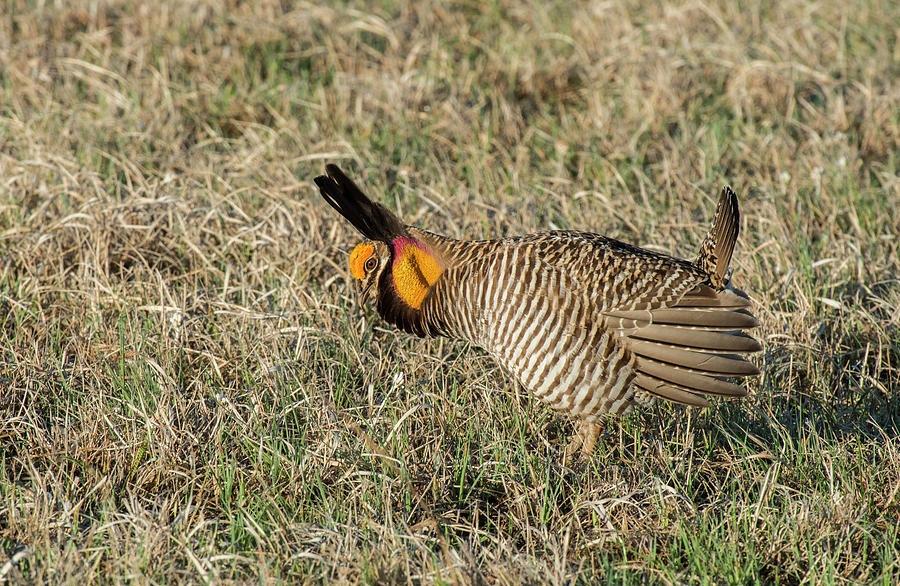 Booming Male Greater Prairie Chicken Photograph by David Drew
