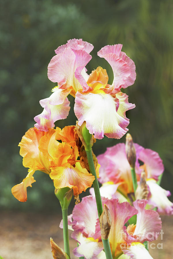 Booming Pink  and Orange Irises Photograph by Anastasy Yarmolovich