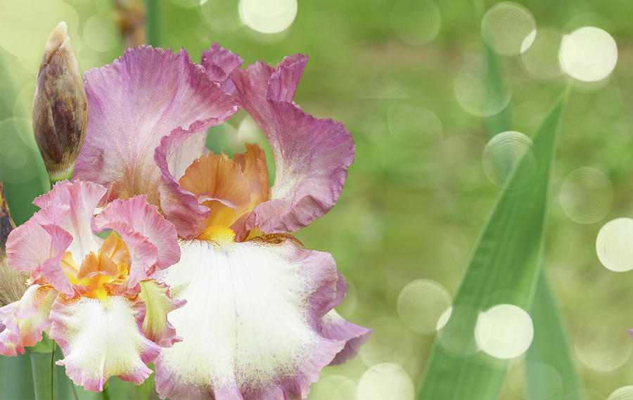 Iris Photograph - Booming Pink Irises by Anastasy Yarmolovich