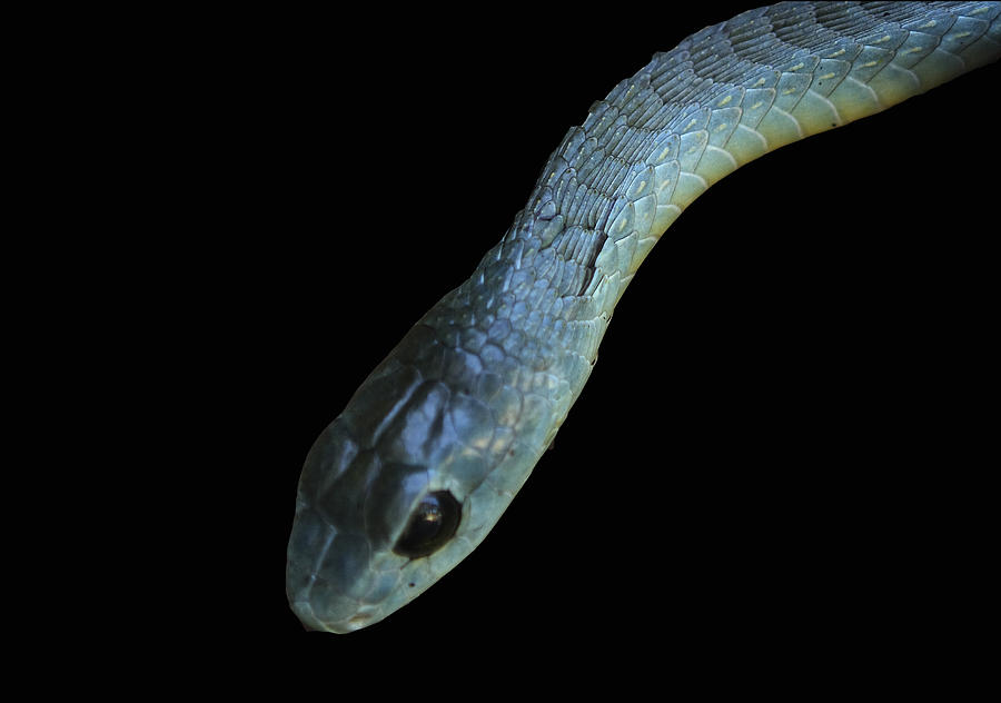 Snake Photograph - Boomslang Snake by Aidan Moran