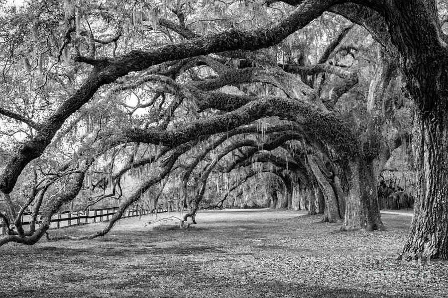 Boone Hall Plantation Avenue of Oaks Mount Pleasant South Carolina Photograph by Dawna Moore Photography