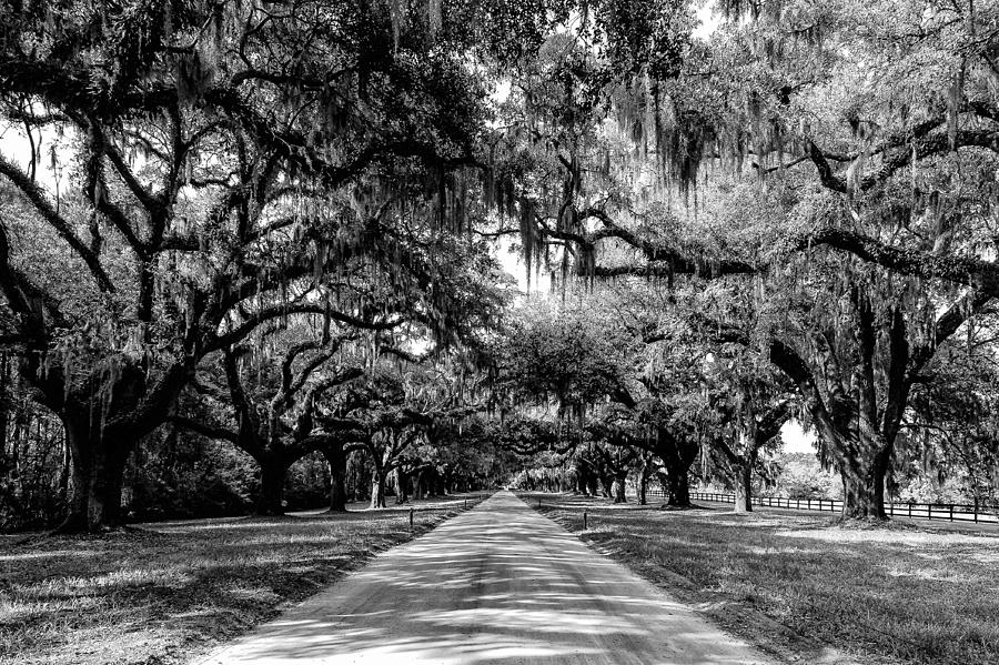Boone Plantation Charleston Photograph by Louis Dallara