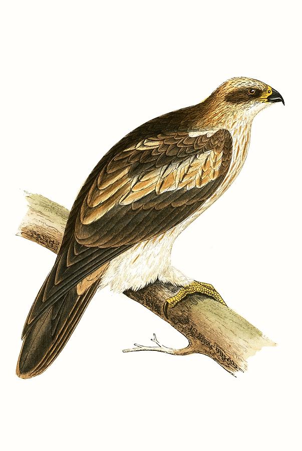 Eagle Painting - Booted Eagle by English School