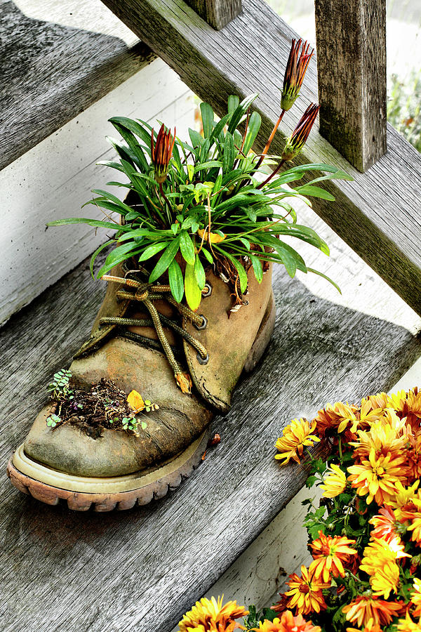 Booted Plant Photograph by Cate Franklyn