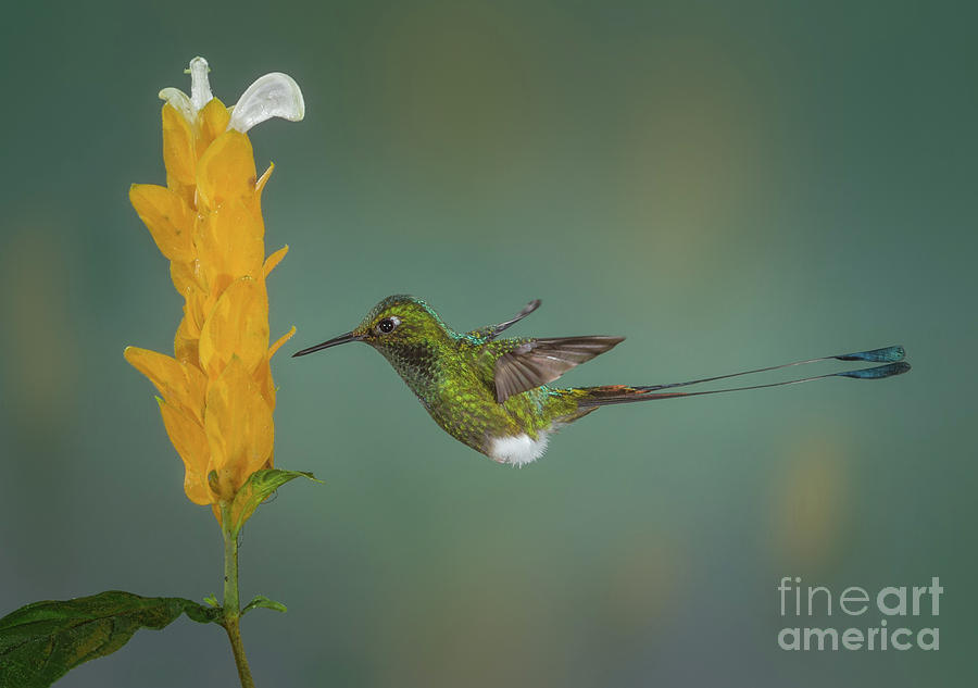 Booted Rackettail Hummingbird  Photograph by Jerry Fornarotto