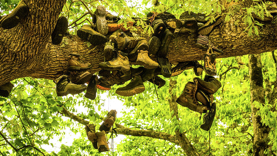 Boots in a Tree Neels Gap Georgia Mountains Photograph by Lawrence S Richardson Jr