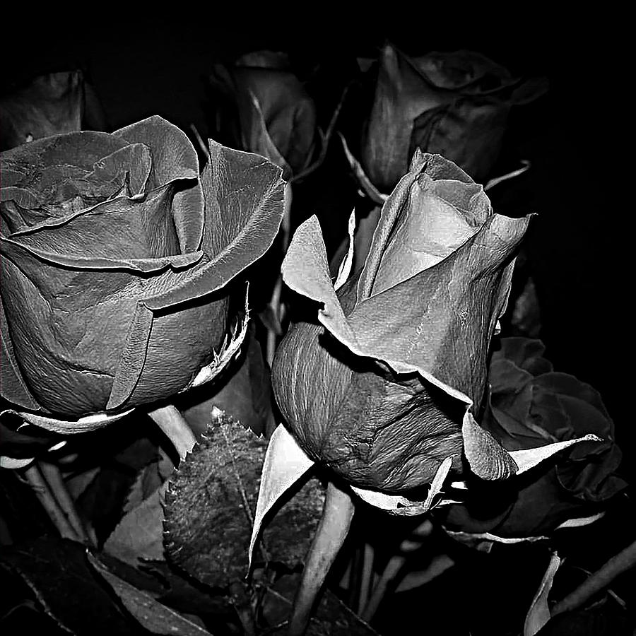 Boquet Of Roses Photograph by Ester McGuire - Fine Art America