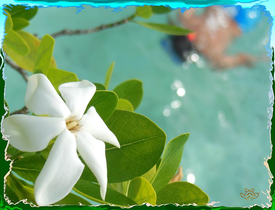 Flower Photograph - Bora Bora Swimming Under Flowers by Jane Gordon