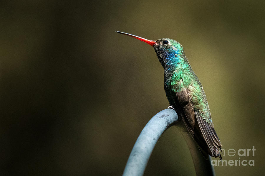 Boradbilled Hummingbird On Guard Photograph by Lisa Manifold