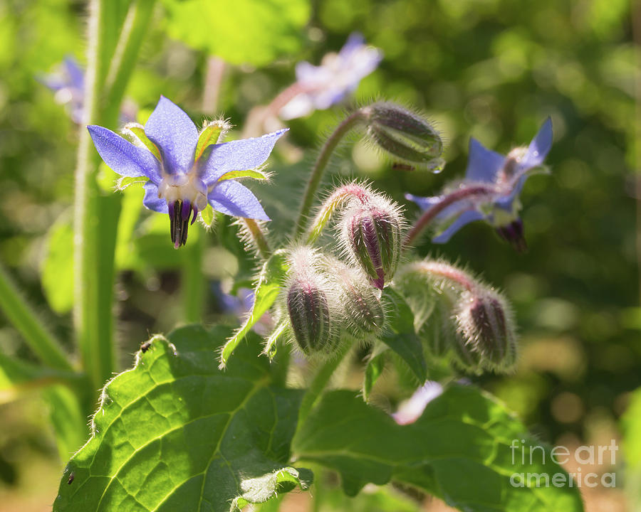 Borage Blossoms and Buds Photograph by MM Anderson