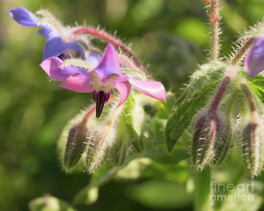Borage Flowers Photograph by MM Anderson