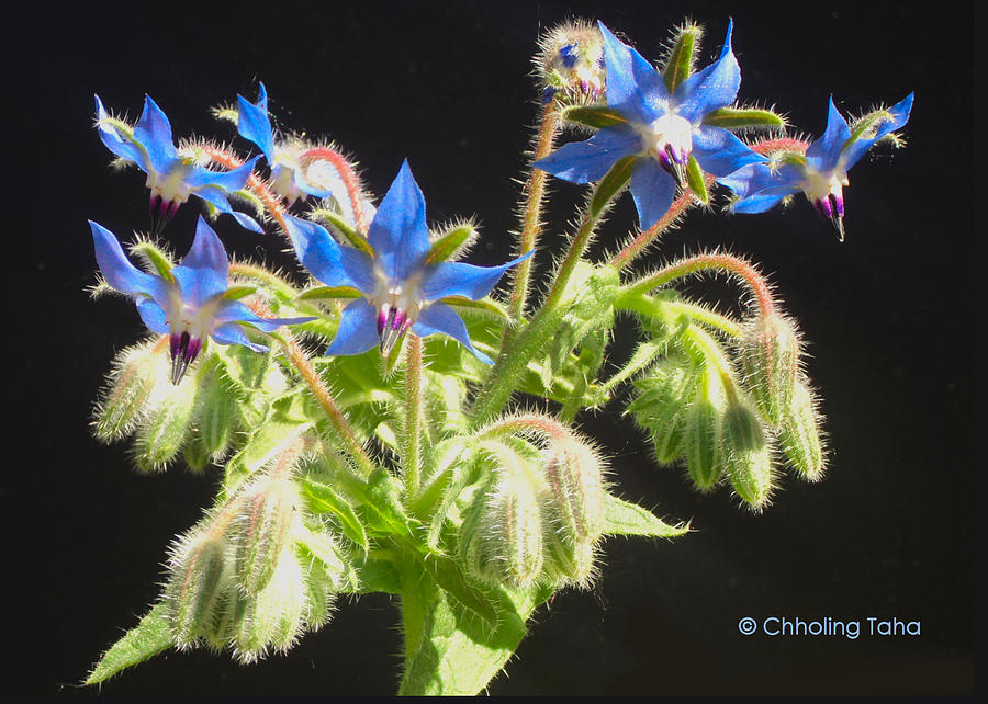 Borage Herb Flowers Photograph by Chholing Taha