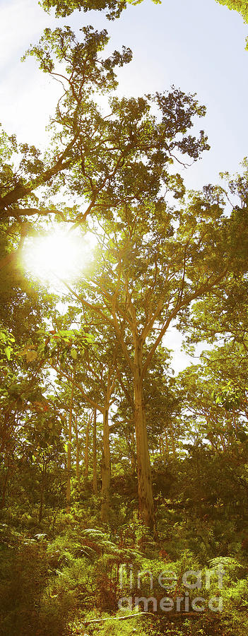 Boranup Forest II Photograph by Cassandra Buckley