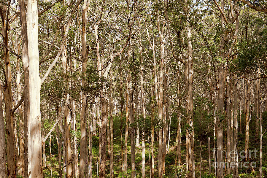 Boranup Forest  Photograph by Ivy Ho