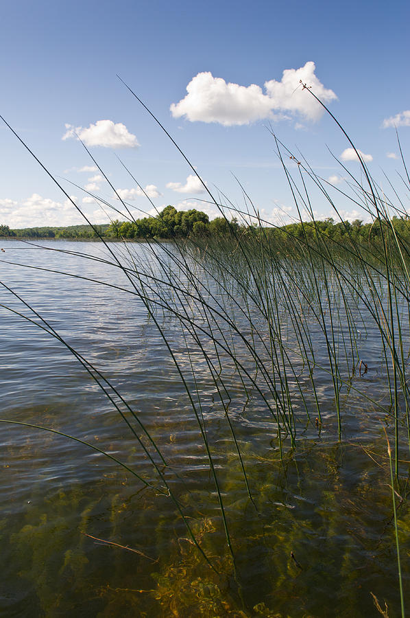 Camelot Island Photograph - Borden Lake reeds by Gary Eason