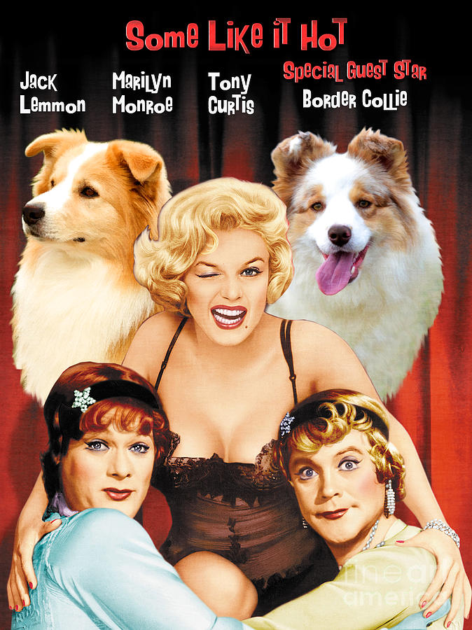 Border Collie Art Canvas Print Some Like It Hot Movie