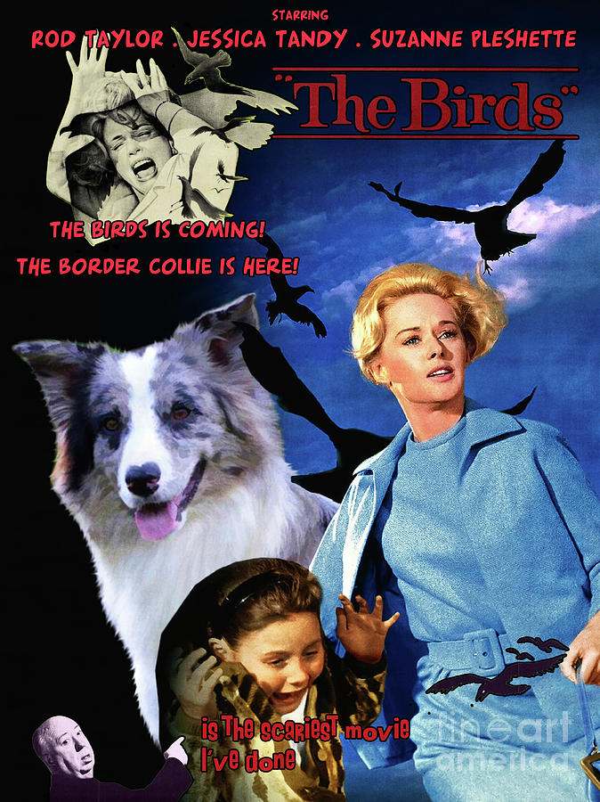 Border Collie Art Canvas Print - The Birds Movie Poster Painting by Sandra Sij
