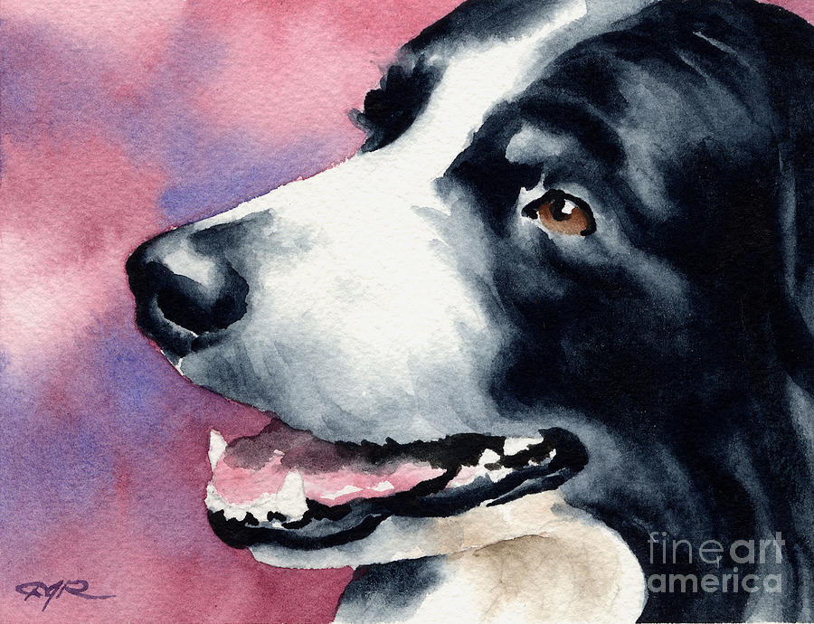 Dog Painting - Border Collie by David Rogers