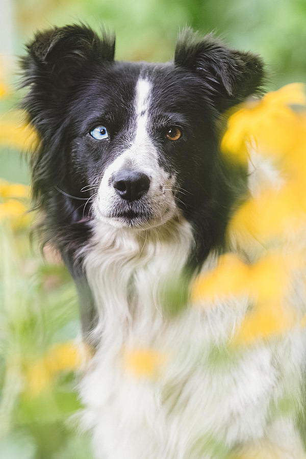 Dog Photograph - Border Collie Dog Portrait by Debi Bishop