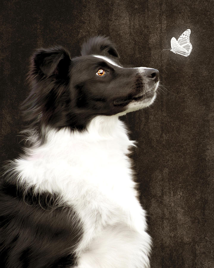 Dog Photograph - Border Collie Dog Watching Butterfly by Ethiriel Photography