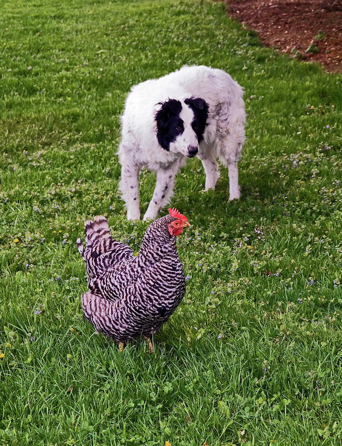 Border Collie Herding Chicken Photograph by Sally Weigand