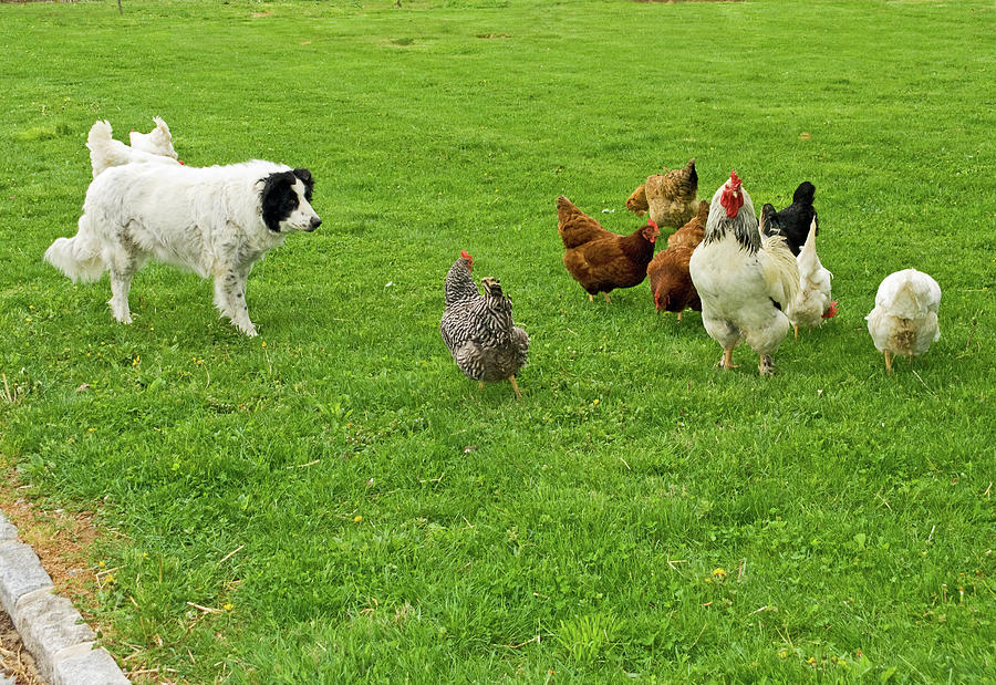 Border Collie Herding Chickens Photograph by Sally Weigand