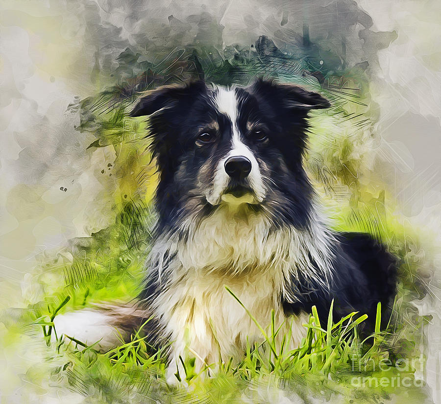 Border Collie Mixed Media by Ian Mitchell