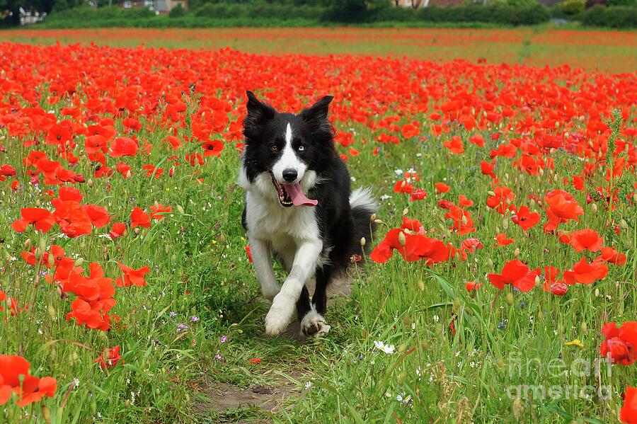 Border Collie in Poppy Field Photograph by David Birchall